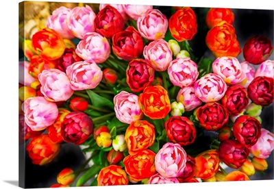 Fancy Tulips Flowers Bloemenmarket Flower Market, Amsterdam, Holland, Netherlands