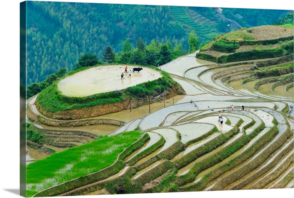 Farmer plowing water filled rice terrace with water buffalo, Longsheng, Guangxi Province, China