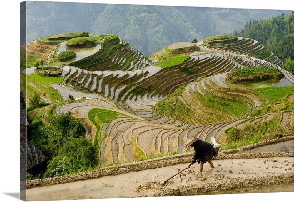 Chinese farmer preparing field for planting rice, Seven Stars and Moon viewpoint, Dragon's Backbone Rice Terraces, near Zh...