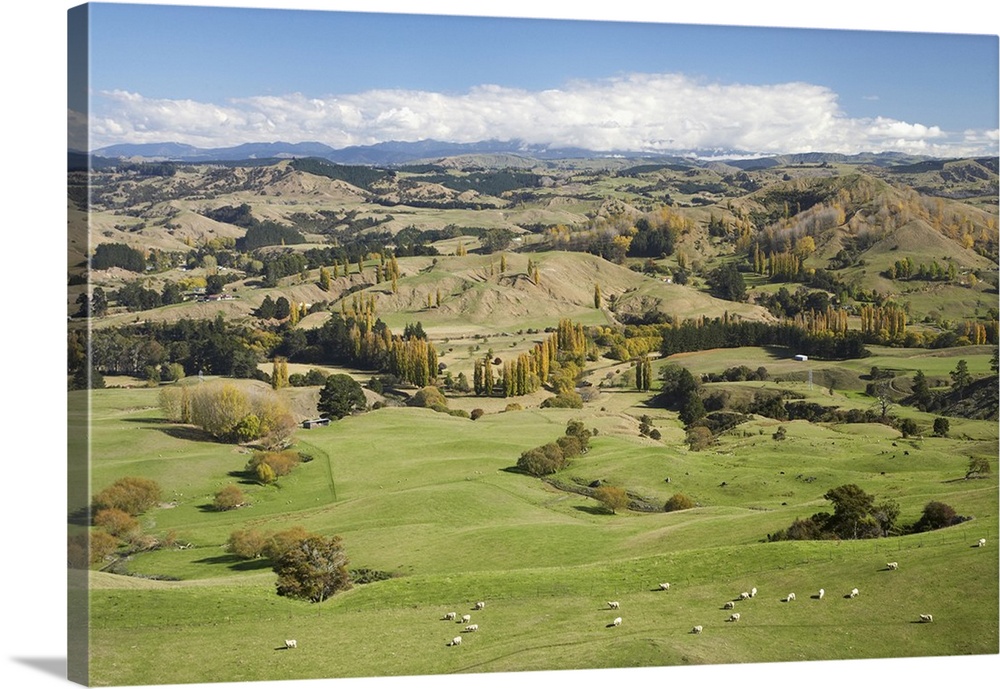 Farmland, Esk Valley, near Napier, Hawkes Bay, North Island, New Zealand
