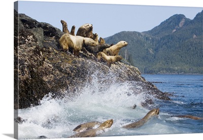 Female and juvenile steller sea lions on rookery, British Columbia, Canada