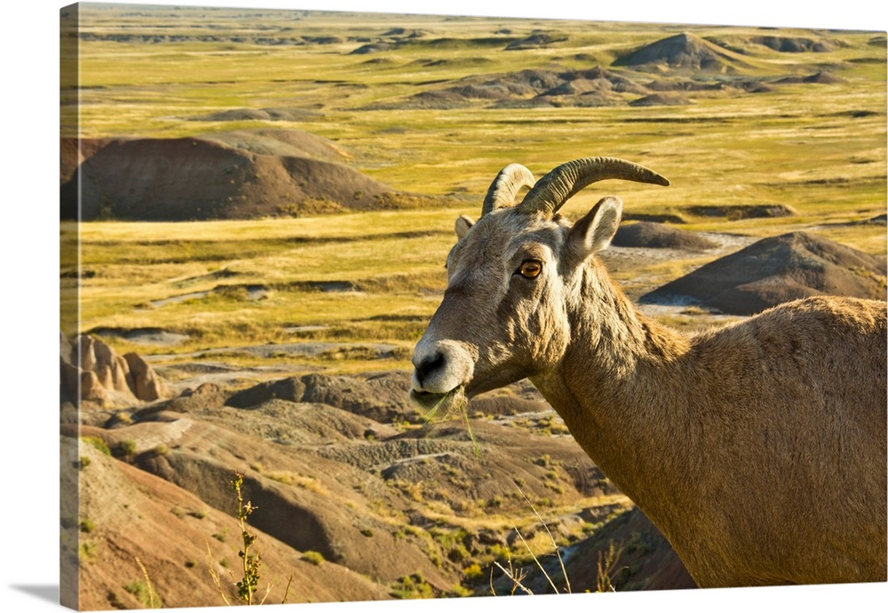 female Bighorn Sheep; in landscape; Badlands Loop Road; Badlands National Park; South Dakota; USA