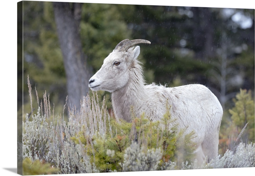 Yellowstone National Park, female bighorn sheep.