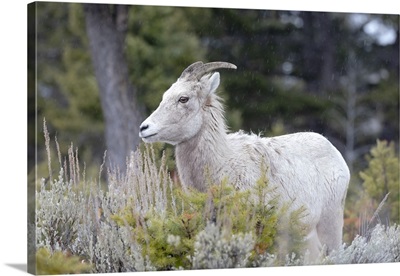 Female Bighorn Sheep, Yellowstone National Park