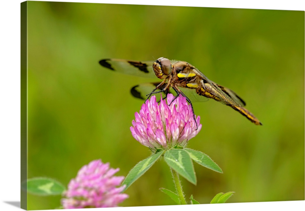 Female Blue Dasher dragonfly on clover, Pachydiplax longipennis, Kentucky