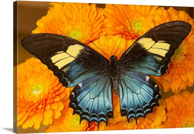Female Butterfly (Papilio Androgeos) From Peru On Orange Gerber Daisies