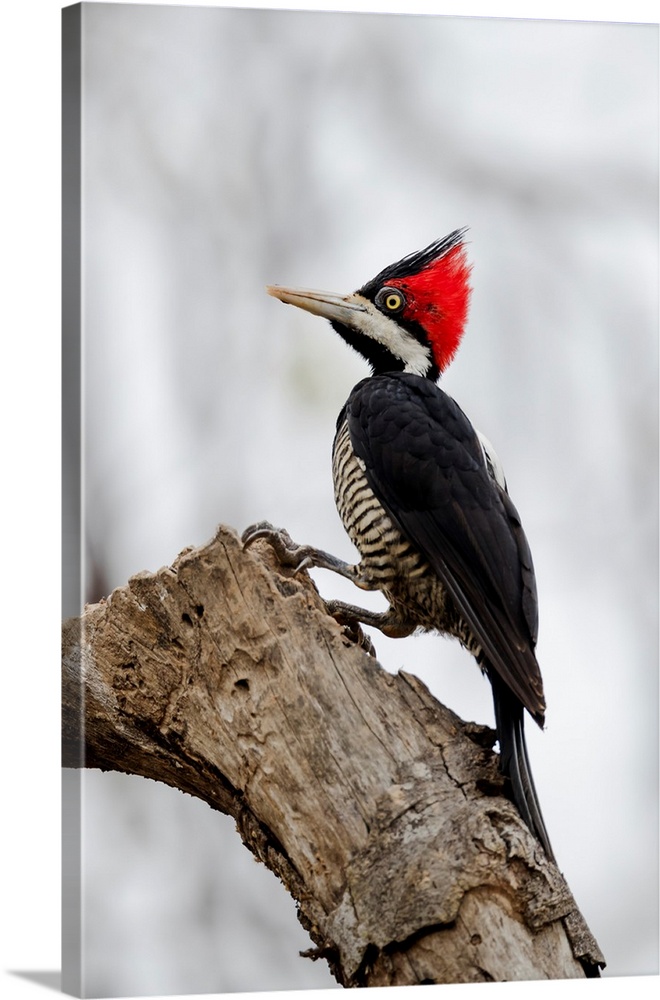 South America, Brazil, The Pantanal, crimson-crested woodpecker, Campephilus melanoleucus. Female crimson-crested woodpeck...