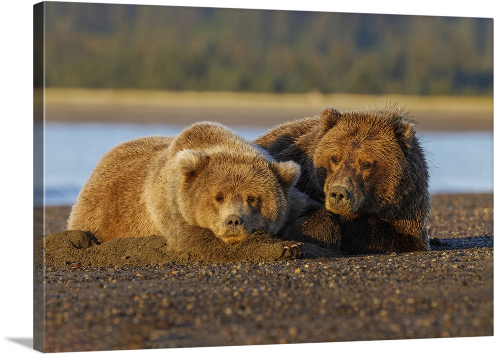 Adult female grizzly bear and cub sleeping together on beach at sunrise, Lake Clark National Park and Preserve, Alaska. Un...