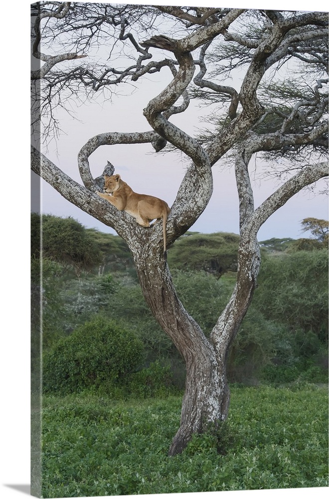 Female lion lies in joint of a gnarled acacia tree in jungle, Ngorongoro Conservation Area, Tanzania.