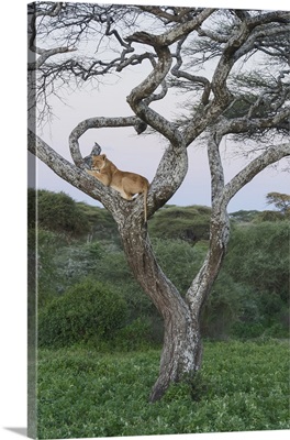 Female lion lies in joint of a gnarled acacia tree in jungle, Tanzania