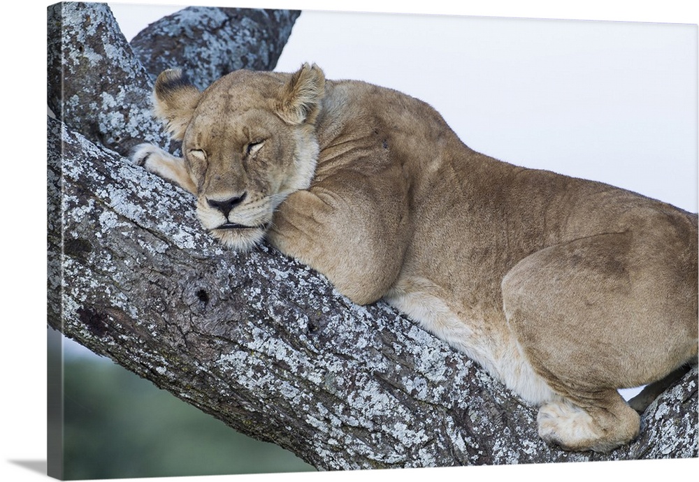 Close-up view of female lion sleeping in Acacia tree in Ngorongoro Conservation Area, Tanzania.