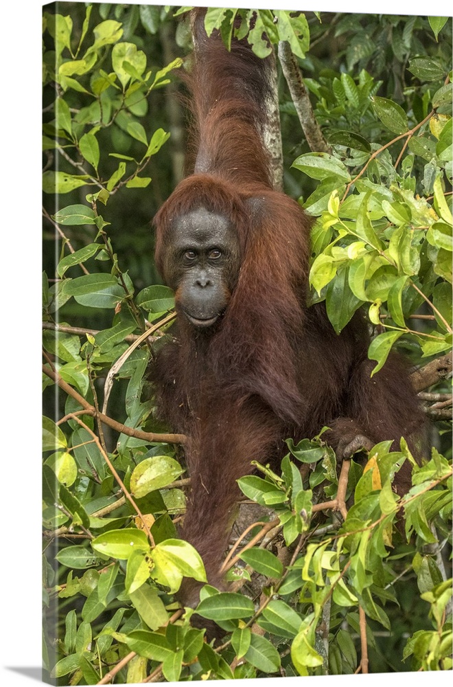 Indonesia, Borneo, Kalimantan. Female orangutan at Tanjung Puting National Park.