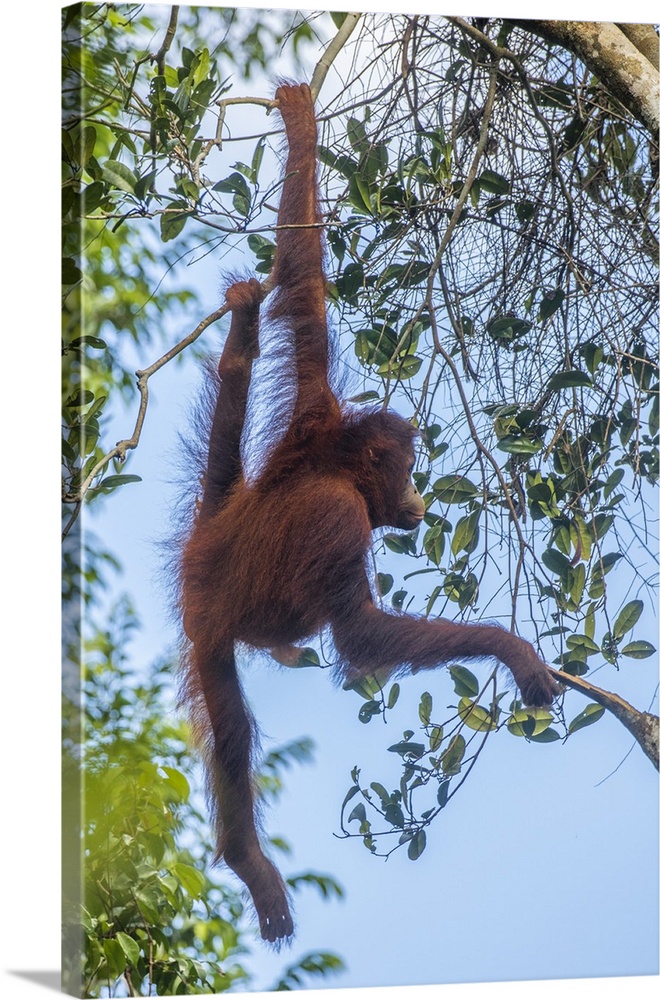 Indonesia, Borneo, Kalimantan. Female orangutan at Tanjung Puting National Park.