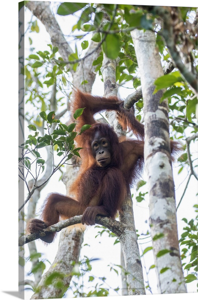 Indonesia, Borneo, Kalimantan. Female orangutan at Tanjung Puting National Park.