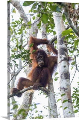 Female Orangutan At Tanjung Puting National Park In Indonesia
