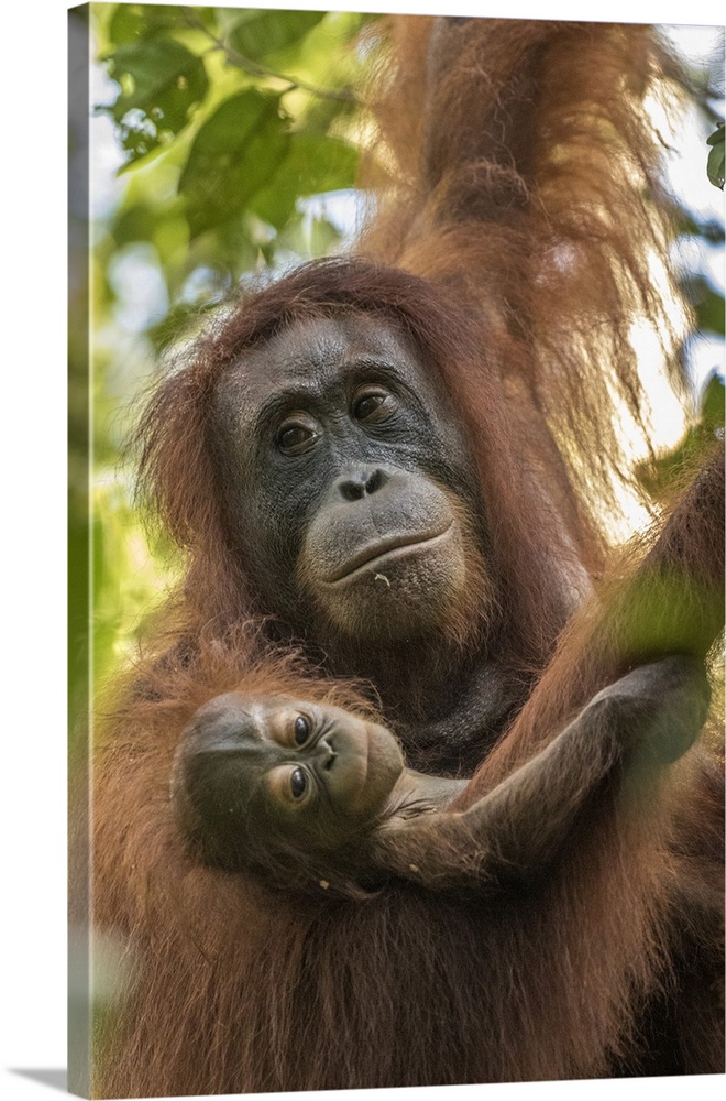 Indonesia, Borneo, Kalimantan. Female orangutan with baby at Tanjung Puting National Park.