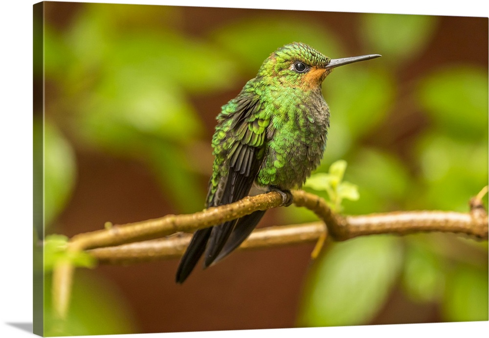 Costa Rica, Monte Verde Cloud Forest Reserve. Female purple-throated mountain gem close-up. Credit: Cathy & Gordon Illg / ...