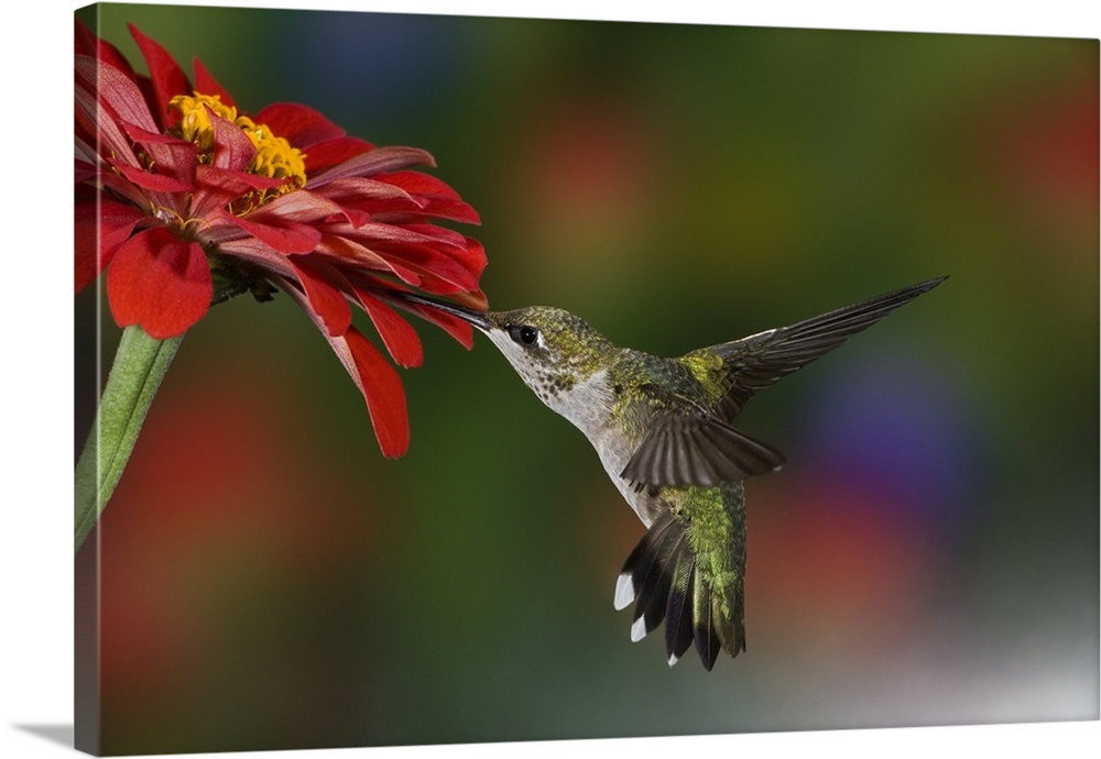 Female Rubythroated Hummingbird feeding on flower, Louisville