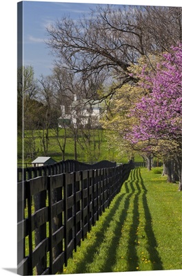 Fence and dogwood and redbud trees in early spring, Lexington, Kentucky