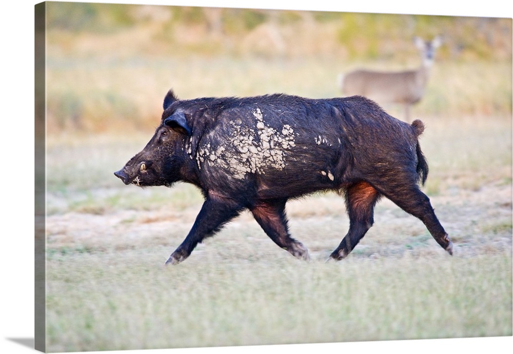 Feral Hog (Sus scrofa) male (boar) running wild in Willacy County, s. Texas, USA, December, with white-tailed deer watching