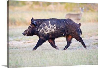 Feral Hog male running wild in s. Texas with white-tailed deer watching