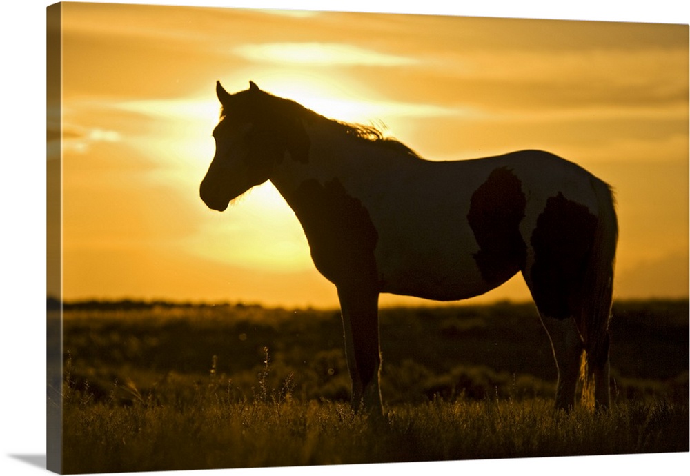 Feral Horse (Equus caballus) in grass at sunset, sagebrush country east of Cody, Wyoming, USA.