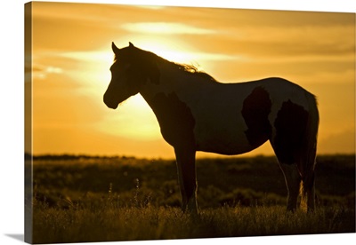 Feral Horse in grass at sunset, sagebrush country east of Cody, Wyoming