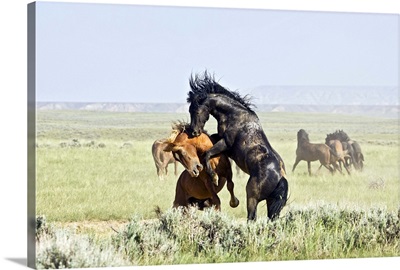 Feral Horses fighting, east of Cody, Wyoming