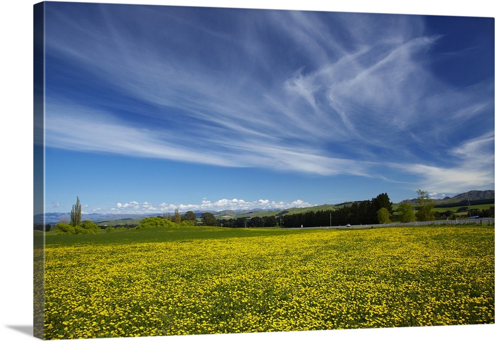 Field of dandelions, near Greta Valley, North Canterbury, South Island, New Zealand.