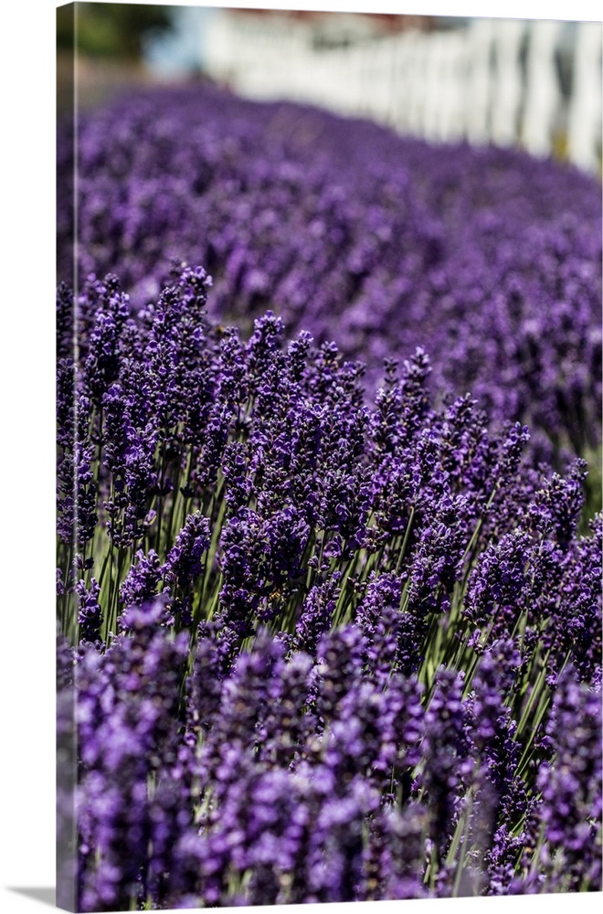 Port Angeles, Washington. Field of lavender and a white fence