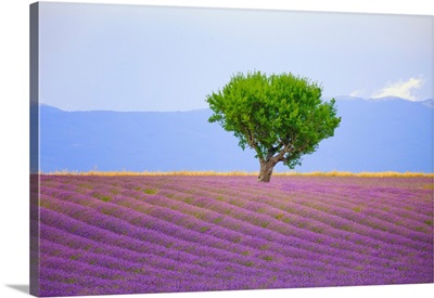 Field Of Lavender, France, Provence, Valensole Plateau