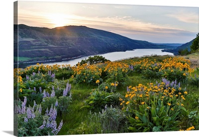 Fields Of Balsamroot And Lupine On The Hills Above The Columbia River Rowena, Oregon