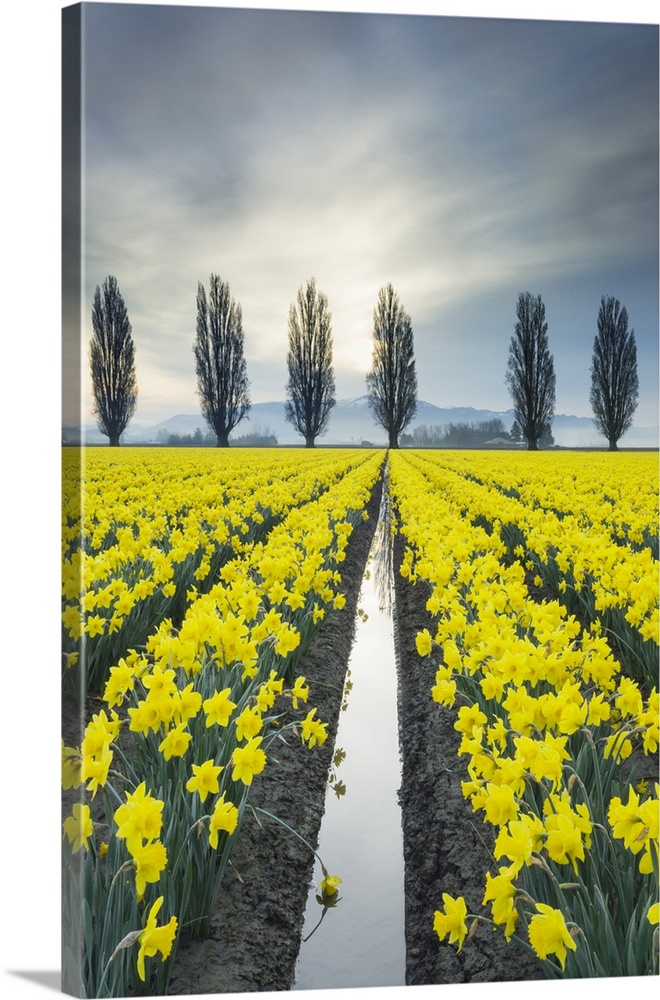 Fields of yellow daffodils in late March, Skagit Valley, Washington State