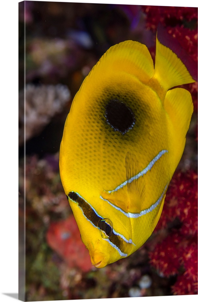 Fiji. Close-up of eclipse butterflyfish.