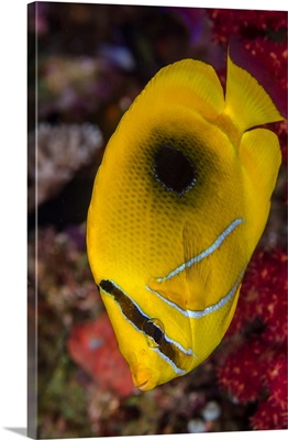 Fiji, Close-Up Of Eclipse Butterflyfish