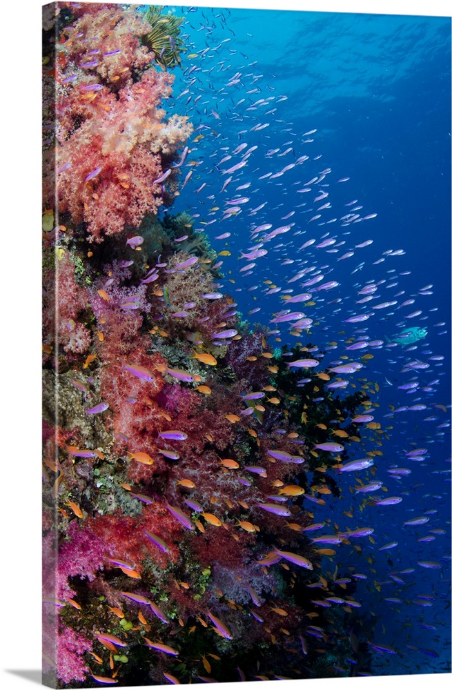 Fiji. Reefscape with coral and anthias.