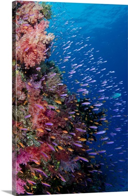 Fiji, Reefscape With Coral And Anthias