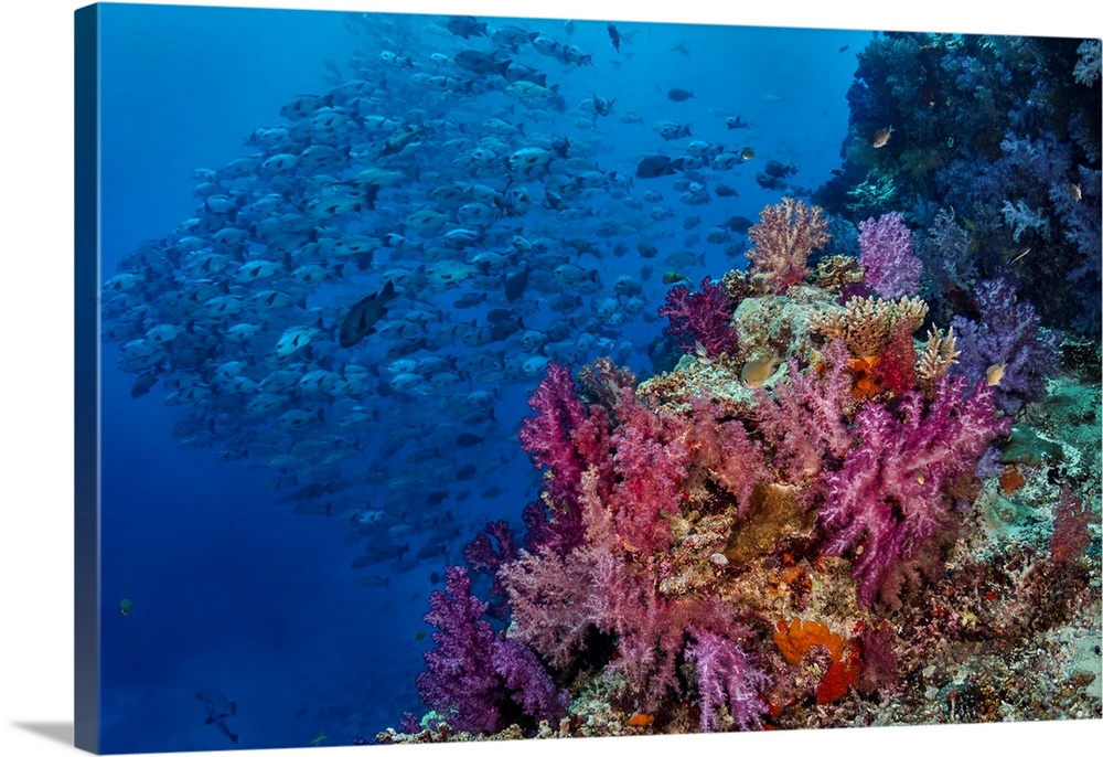 Fiji. Reefscape with coral and black snapper fish.