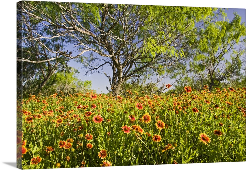 Firewheels (Gaillardia pulchella) wildflowers growing in mesquite trees, s. Texas, USA, spring