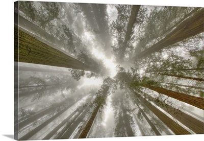 Fisheye View Skyward Of Redwood Trees In Fog, Redwood National Park, California
