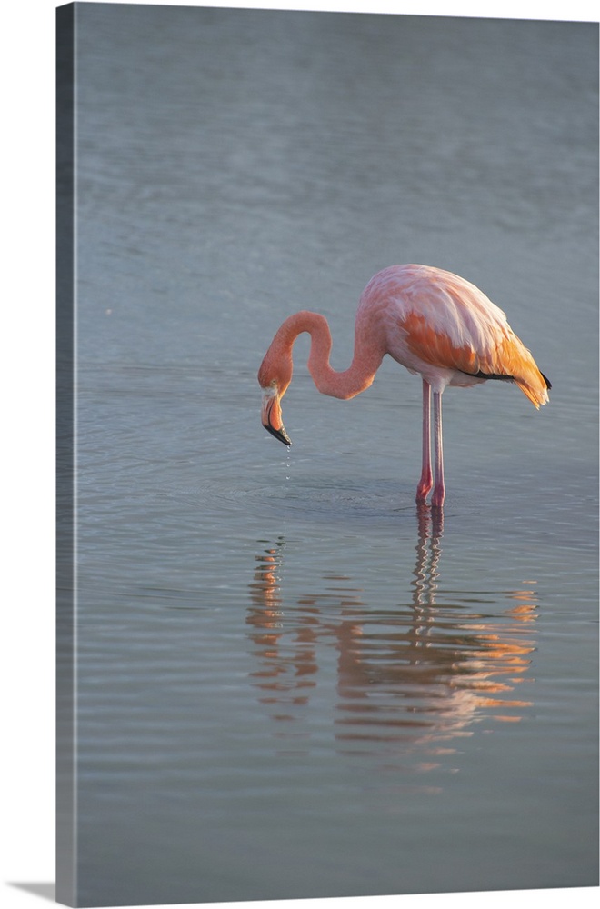 Flamingo Looking For Food In An Estuary In The Galapagos Islands