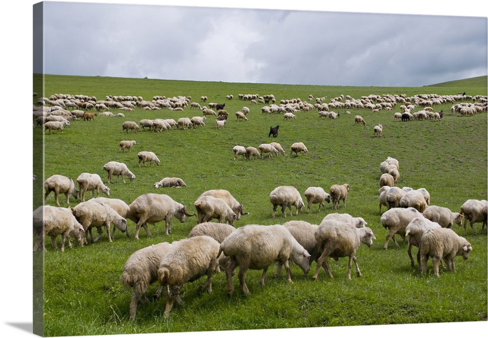Flock of sheep in the lonely steppe landscape near David Gareja, Georgia.