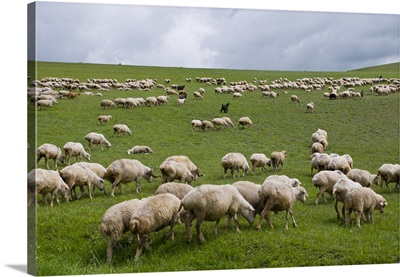 Flock of sheep in the lonely steppe landscape near David Gareja, Georgia