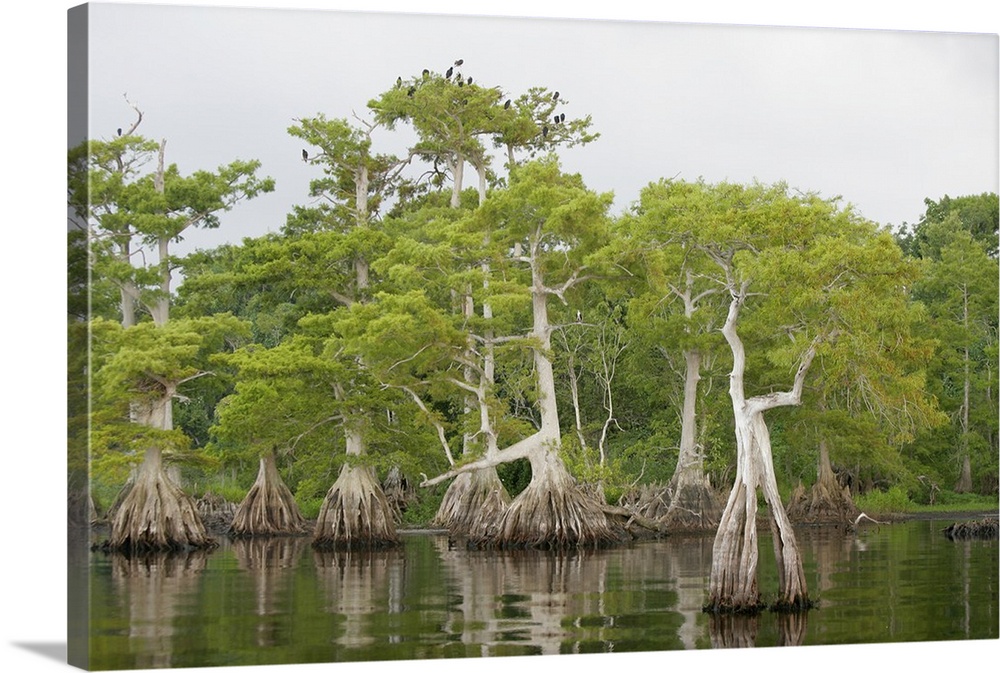 USA, Florida, Blue Cypress Lake. Cypress tree stand with roosting vultures and osprey.