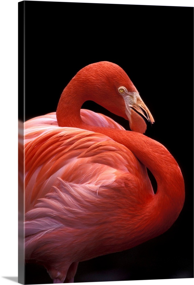 USA, Florida. Flamingo