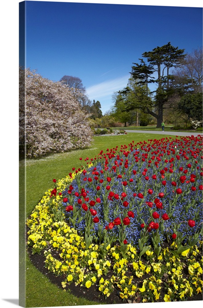 Flower bed, Botanic Gardens, Hagley Park, Christchurch, Canterbury, South Island, New Zealand.