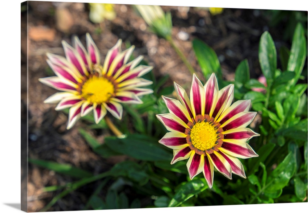 Flower garden, Ludlow, Vermont, USA