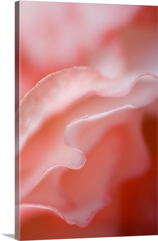 Flower petal edges Wall Art, Canvas Prints, Framed Prints, Wall Peels