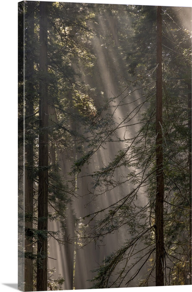 Fog rays in the Redwoods at Lady Bird Johnson Grove in Redwood National and State Park in Humbolt County, California, USA.
