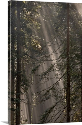 Fog Rays, Redwoods, Lady Bird Johnson Grove, Redwood National And State Park, California
